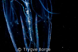 Nightdive at Little Gubal by Trygve Borge 